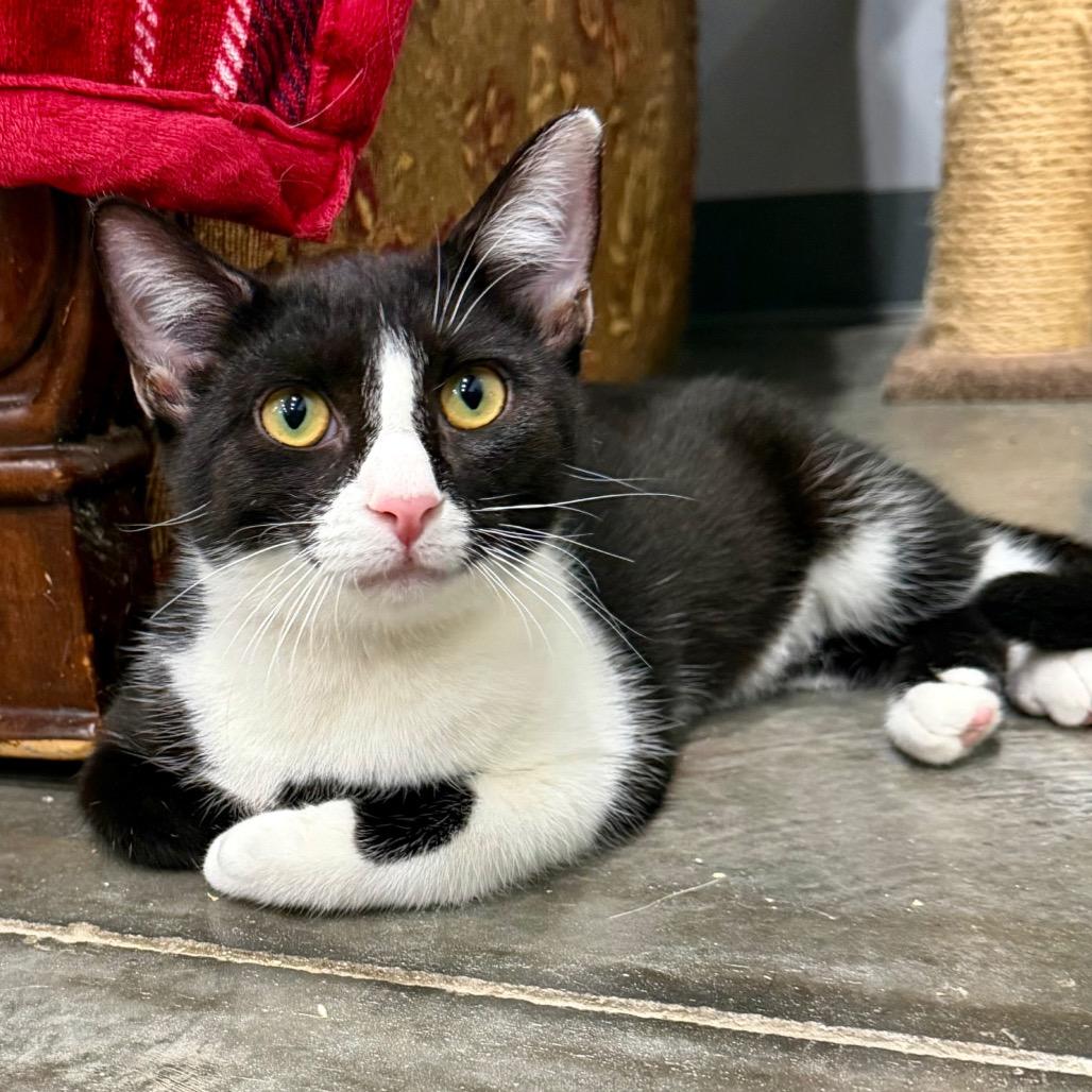 Enlarge Rooter, a Adoptable Domestic Short Hair in Fairmont, WV image 3/3