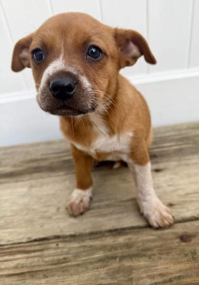 Rose, Adoptable, Puppy Female Terrier.