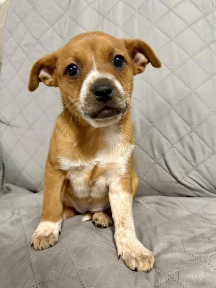 Enlarge Rose, a Adoptable mixed breed in Greenlawn, NY image 2/6