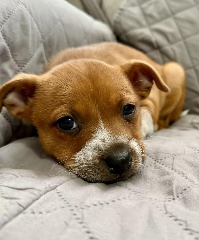 Enlarge Rose, a Adoptable mixed breed in Greenlawn, NY image 3/6