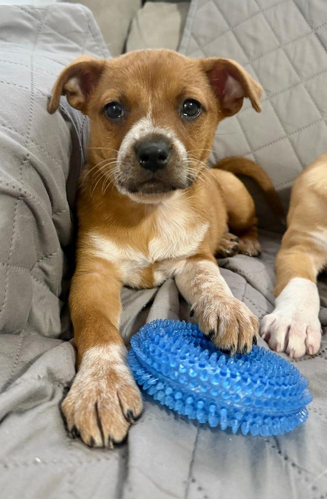 Enlarge Rose, a Adoptable mixed breed in Greenlawn, NY image 4/6