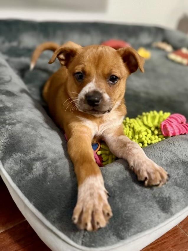 Enlarge Rose, a Adoptable mixed breed in Greenlawn, NY image 5/6