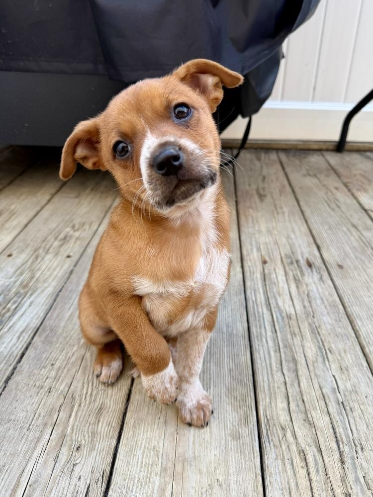 Enlarge Rose, a Adoptable mixed breed in Greenlawn, NY image 6/6