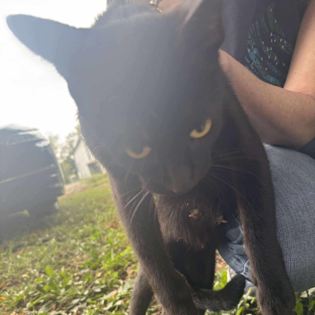 Sardonyx — thumbnail 2