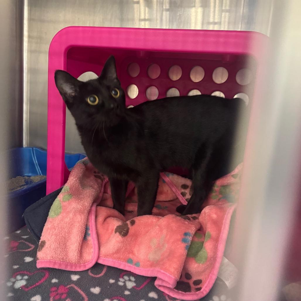 Sardonyx — thumbnail 3