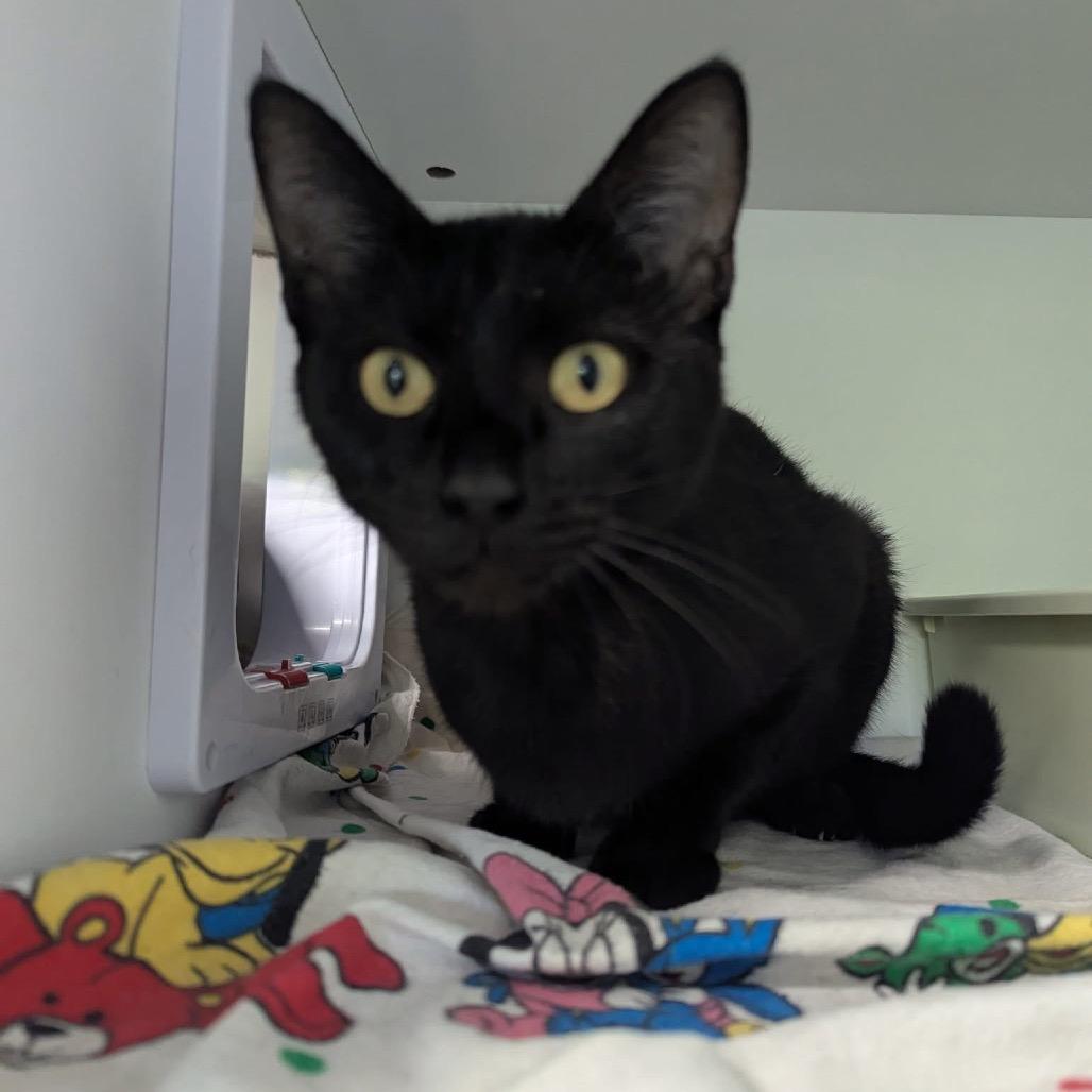 Sardonyx — thumbnail 4