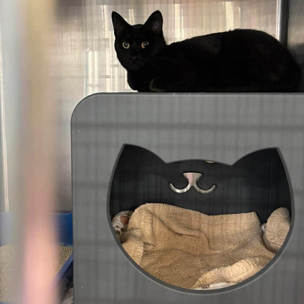 Sardonyx — thumbnail 5