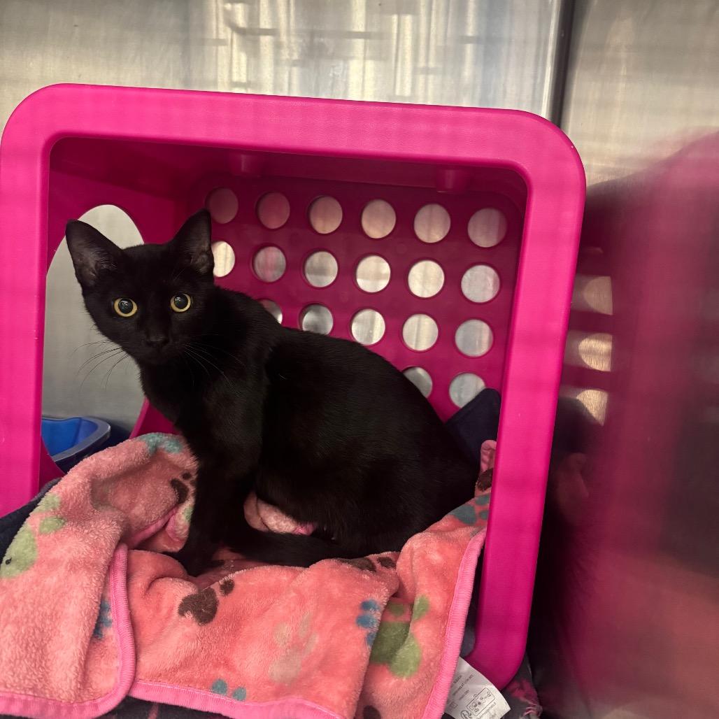 Sardonyx — thumbnail 6