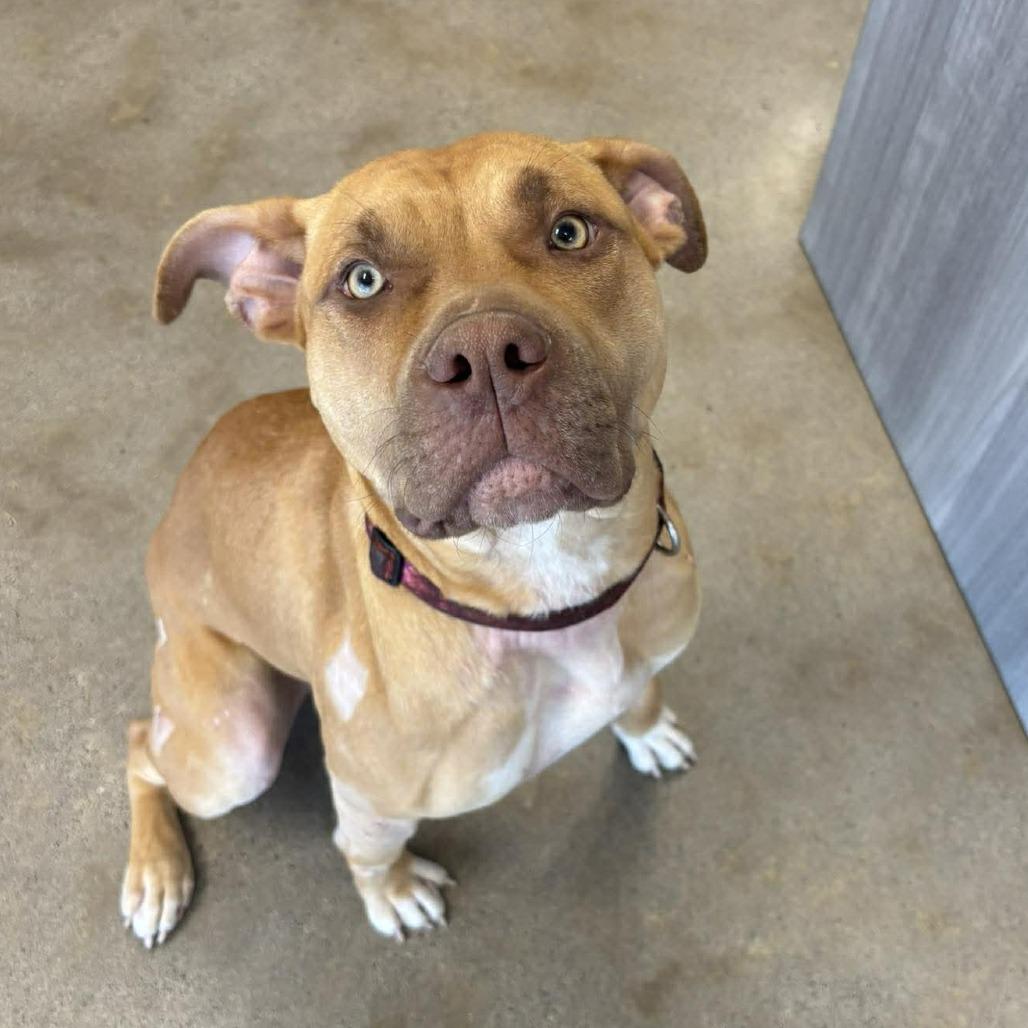 Ruby, Adoptable, Adult Female Pit Bull Terrier.