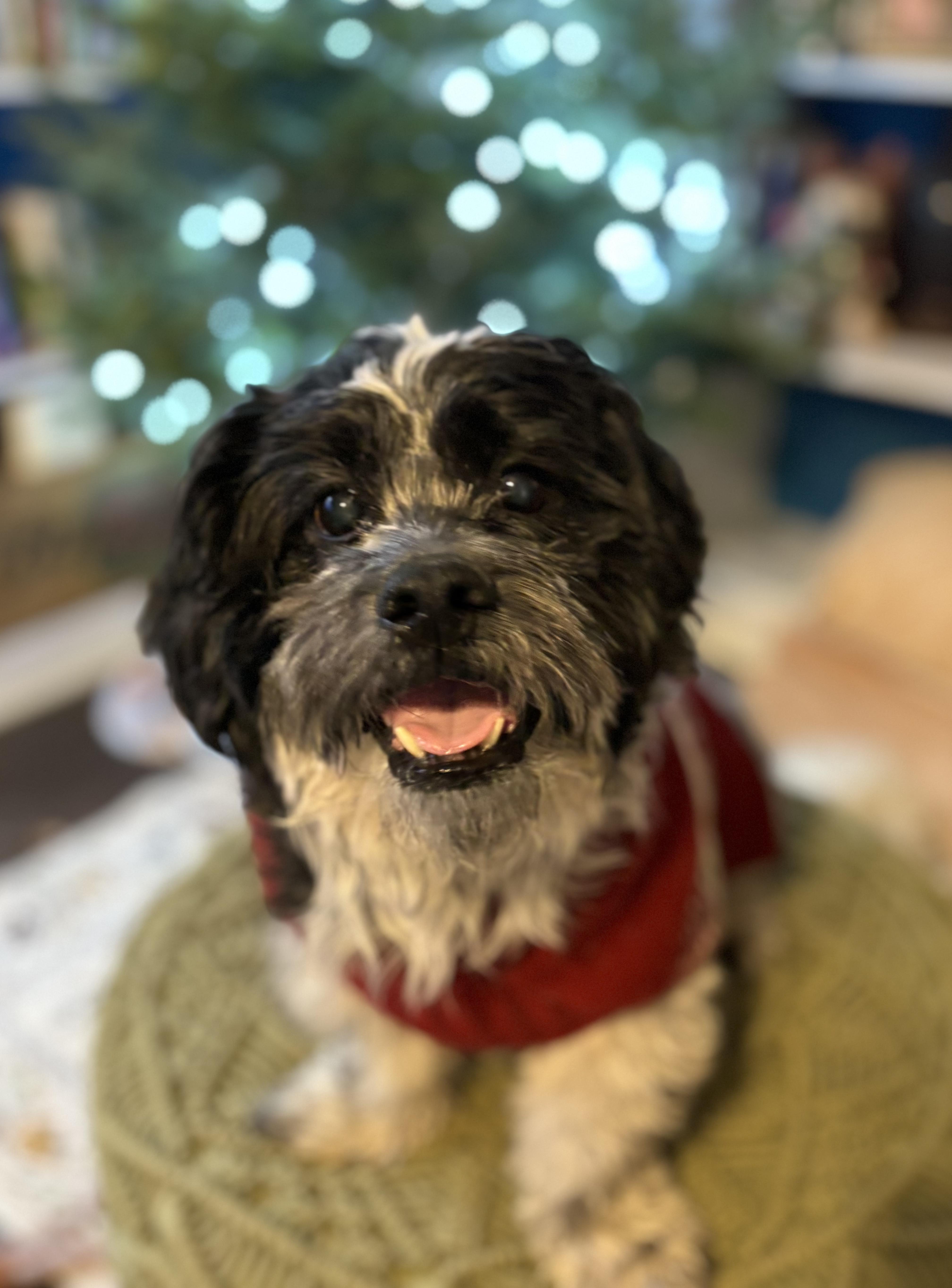 Enlarge Oscar, a ADOPTABLE Shih Tzu in Waldorf, MD image 2/5