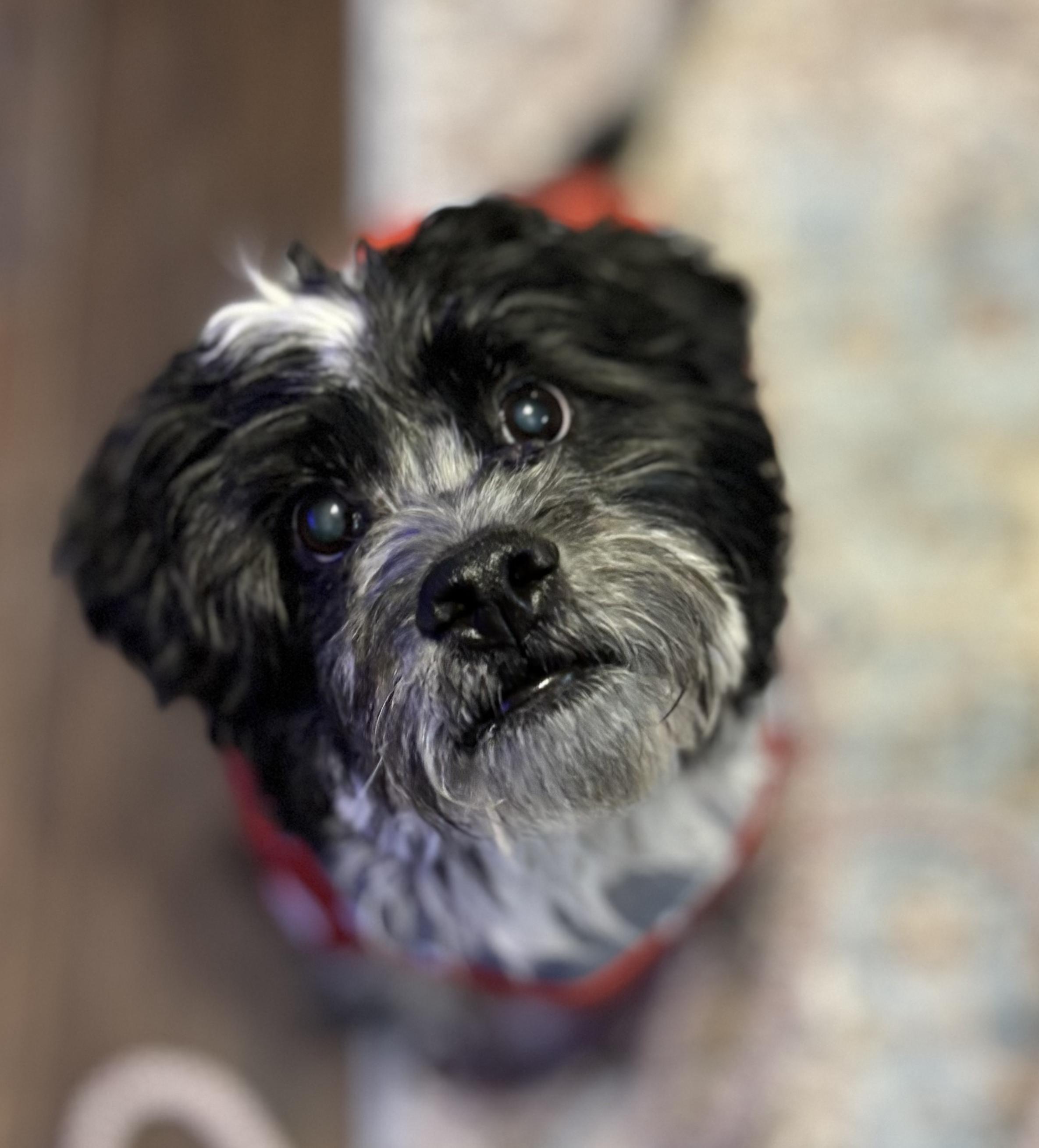 Oscar, ADOPTABLE, Adult Male Shih Tzu.