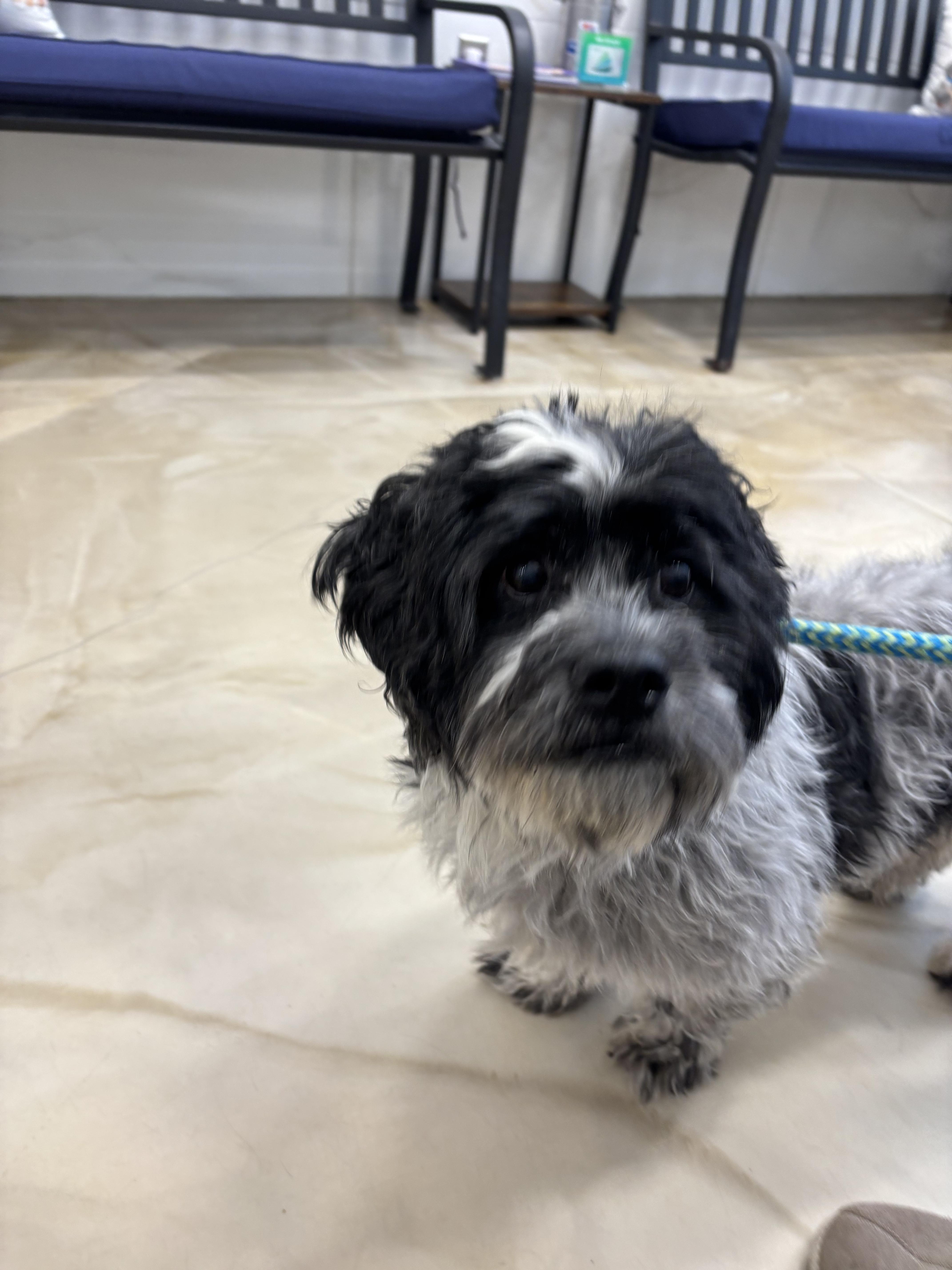 Enlarge Oscar, a ADOPTABLE Shih Tzu in Waldorf, MD image 3/5