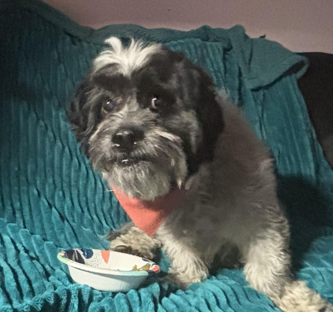 Enlarge Oscar, a ADOPTABLE Shih Tzu in Waldorf, MD image 4/5