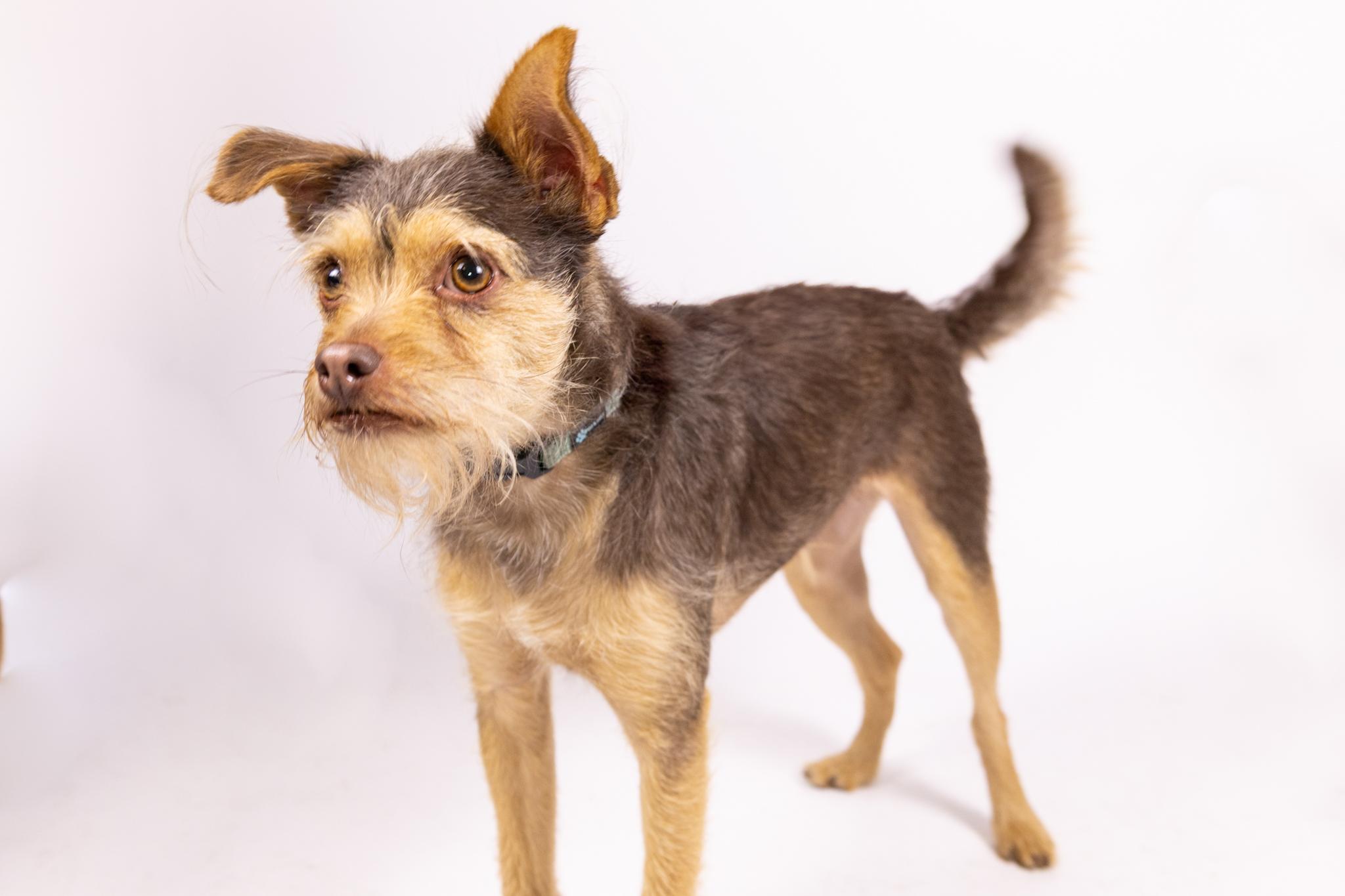 Enlarge Minnie and Her Handsome Brother, Cosmo, a Adoptable mixed breed in Arcadia, CA image 2/5