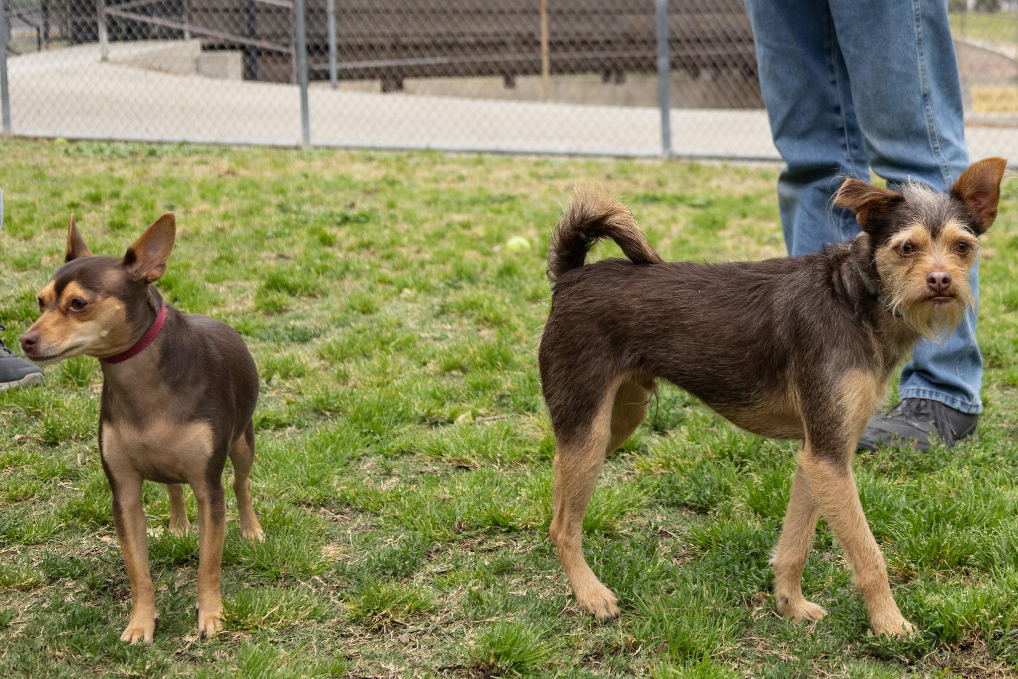 Enlarge Minnie and Her Handsome Brother, Cosmo, a Adoptable mixed breed in Arcadia, CA image 4/5