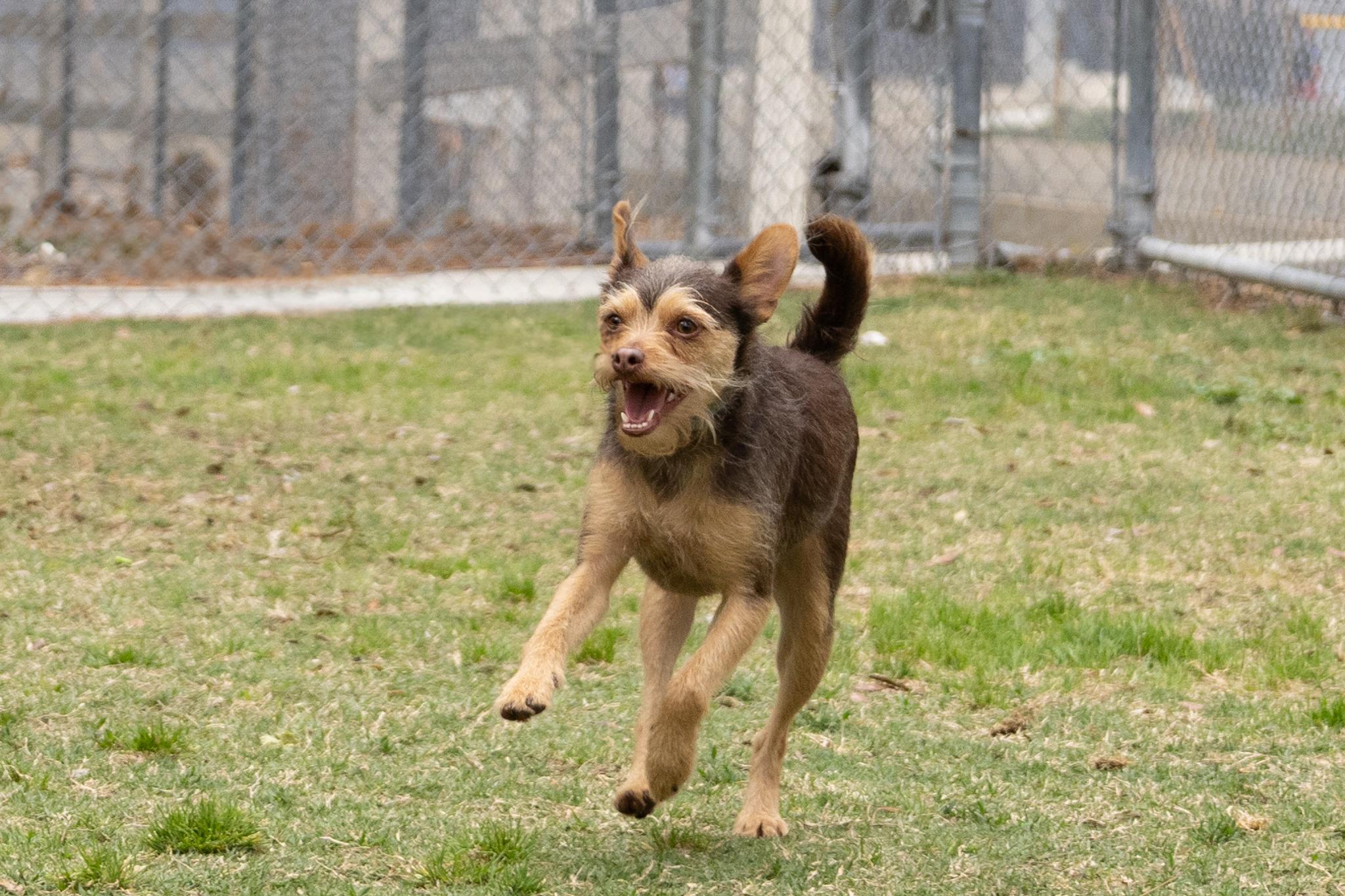 Enlarge Minnie and Her Handsome Brother, Cosmo, a Adoptable mixed breed in Arcadia, CA image 3/5