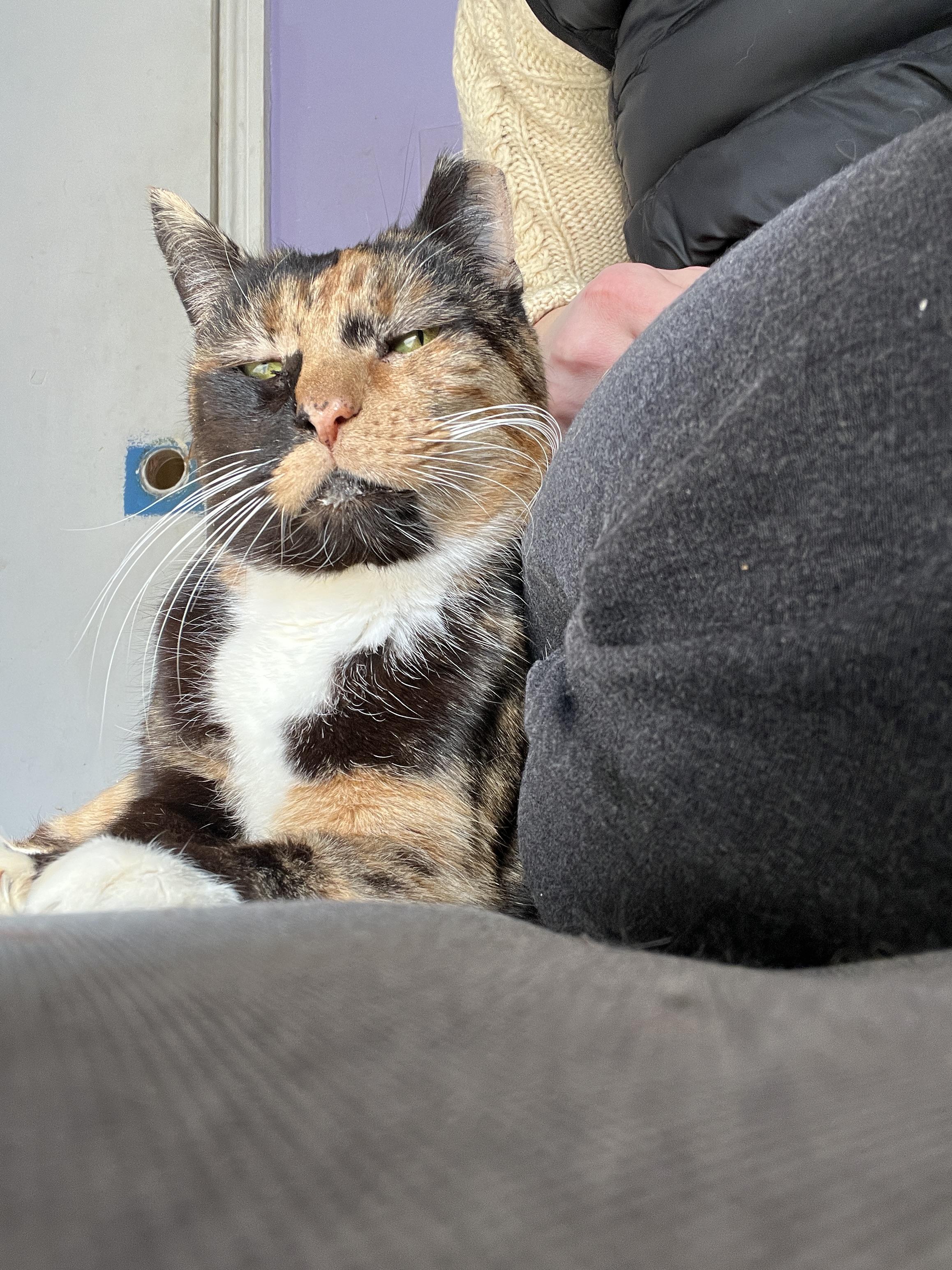 Miss Macaroni, Adoptable, Senior Female Domestic Short Hair.