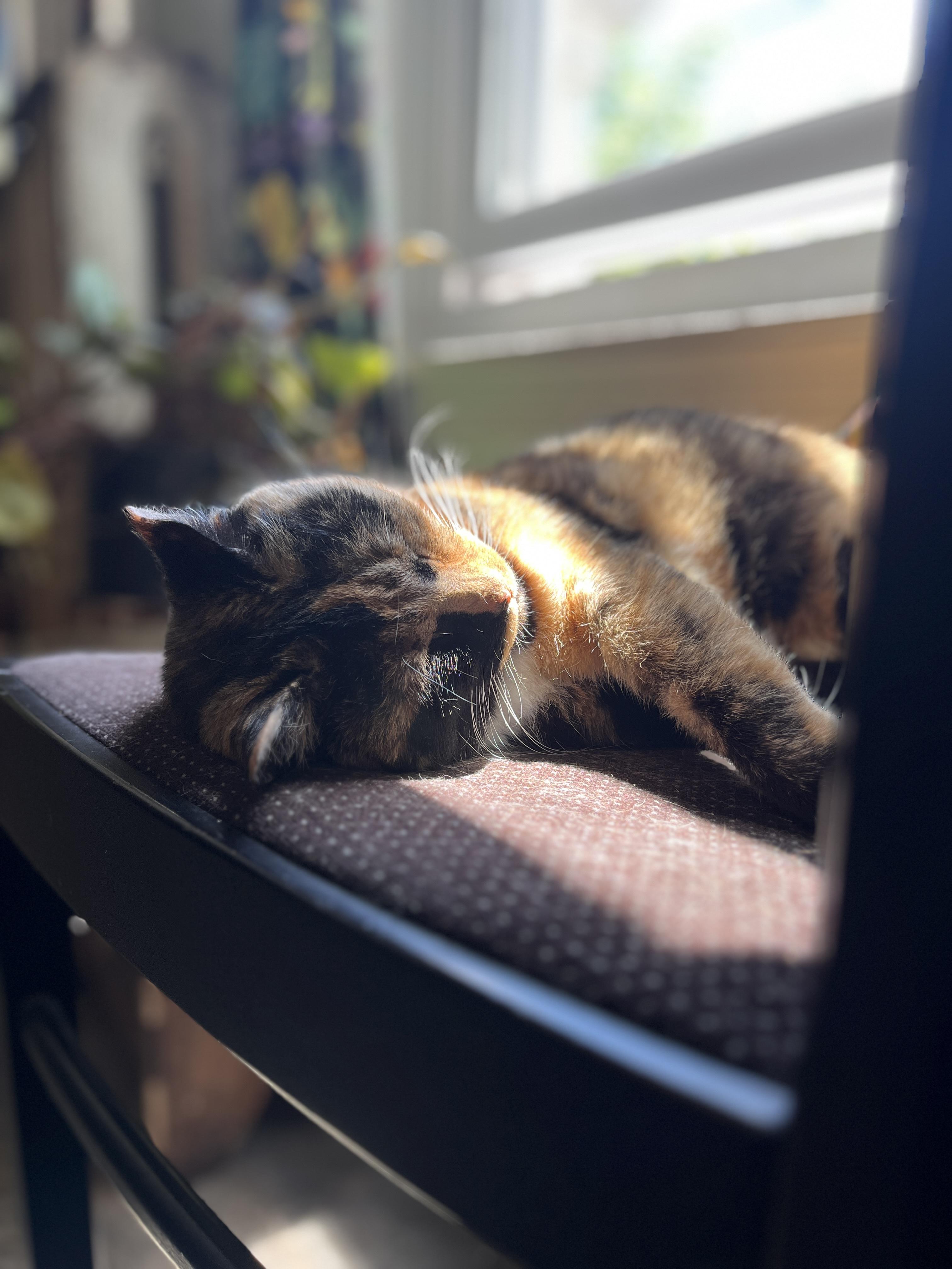 Enlarge Miss Macaroni, a Adoptable Domestic Short Hair in Philadelphia, PA image 2/6