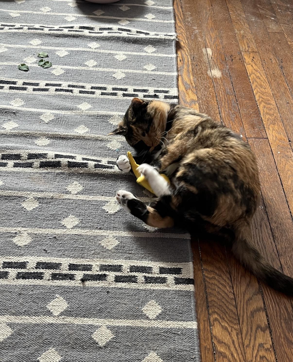 Enlarge Miss Macaroni, a Adoptable Domestic Short Hair in Philadelphia, PA image 3/6