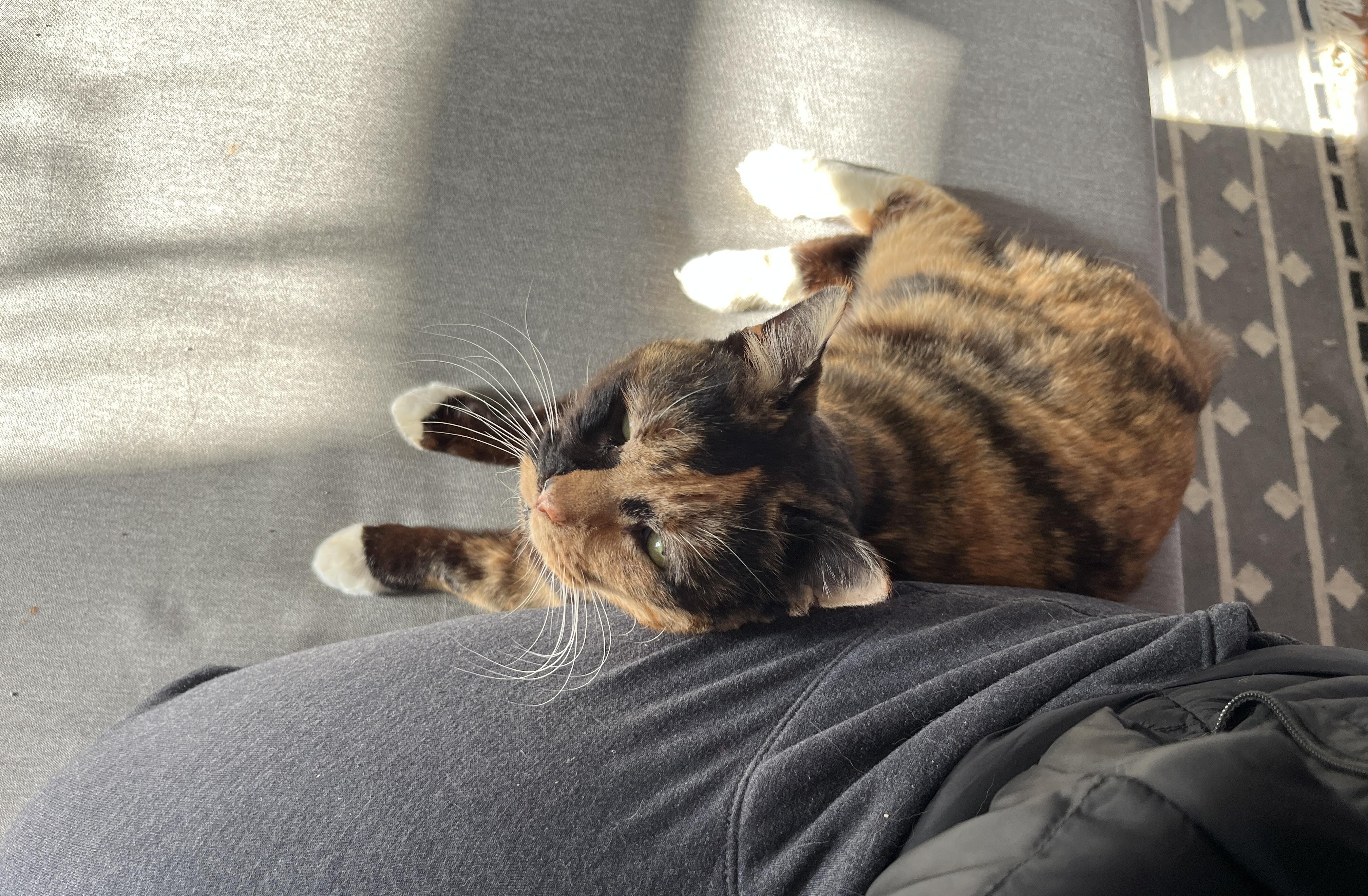 Enlarge Miss Macaroni, a Adoptable Domestic Short Hair in Philadelphia, PA image 5/6