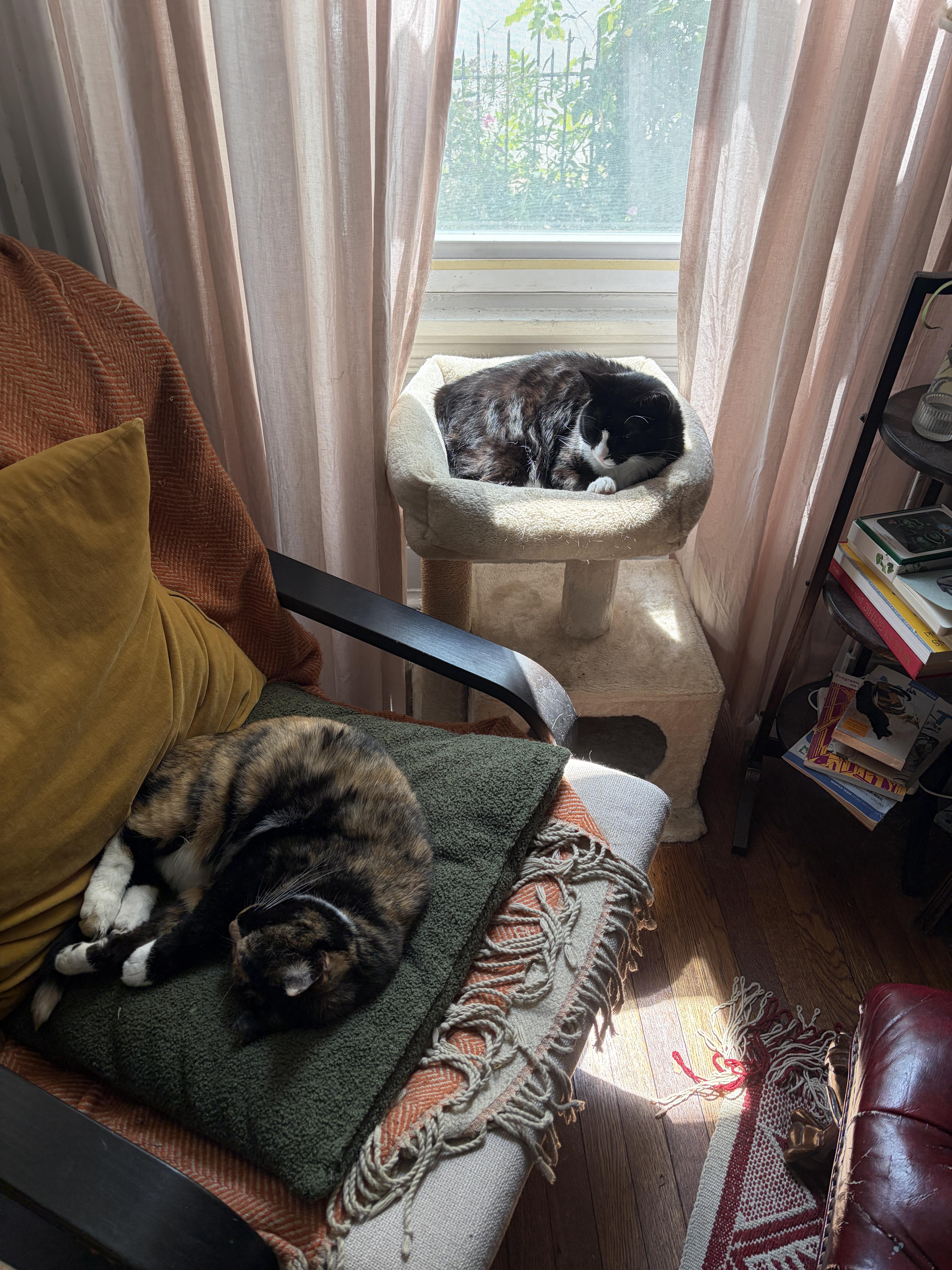 Enlarge Miss Macaroni, a Adoptable Domestic Short Hair in Philadelphia, PA image 6/6