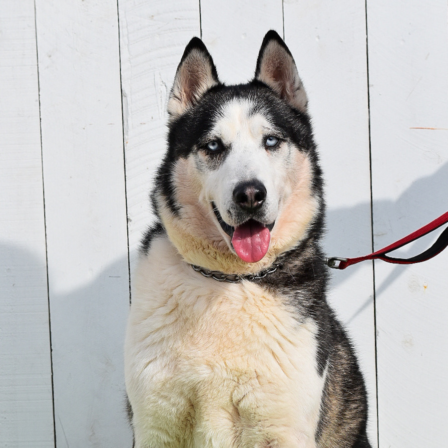 Axel *Courtesy Post *, Adoptable, Young Male Siberian Husky.