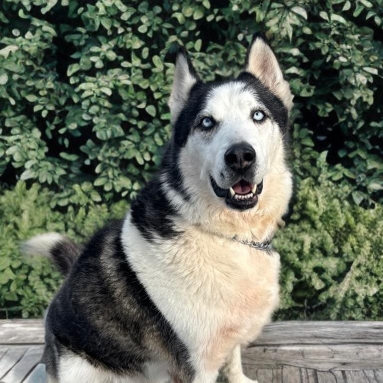 Enlarge Axel, a Adoptable Siberian Husky in Newport Beach, CA image 1/5