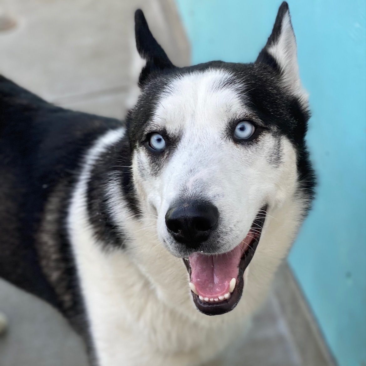 Axel, Adoptable, Adult Male Siberian Husky.