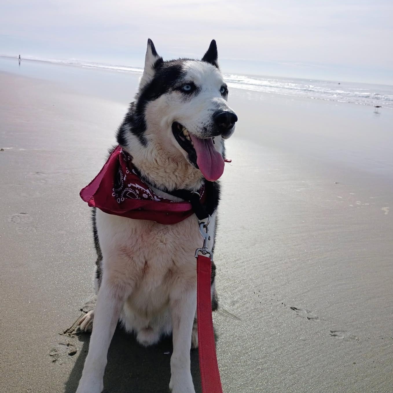 Axel, a Adoptable Siberian Husky in Newport Beach, CA image 2/5