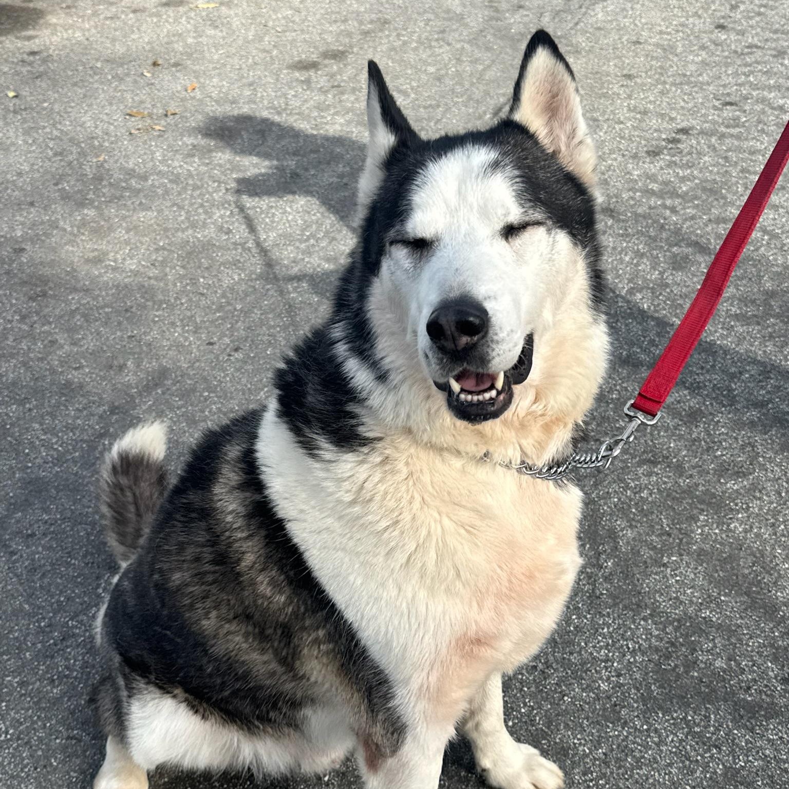 Enlarge Axel, a Adoptable Siberian Husky in Newport Beach, CA image 3/5