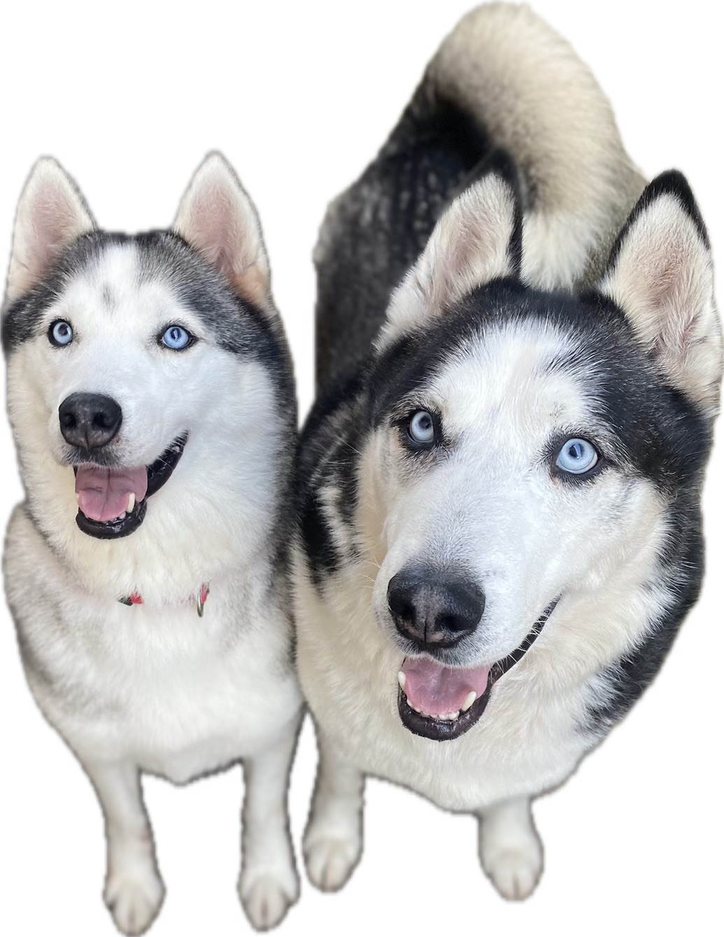 Axel *Courtesy Post *, a Adoptable Siberian Husky image 2/4