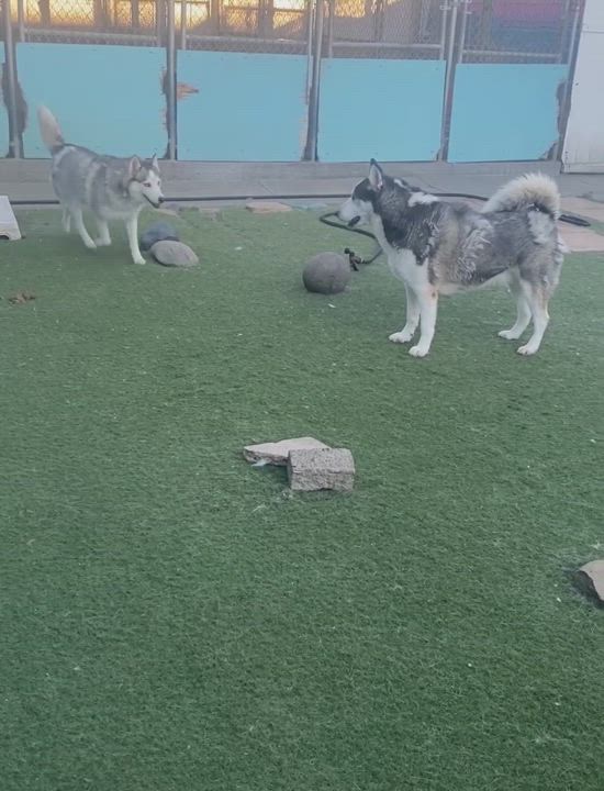 Enlarge Axel *Courtesy Post *, a Adoptable Siberian Husky video 4/4