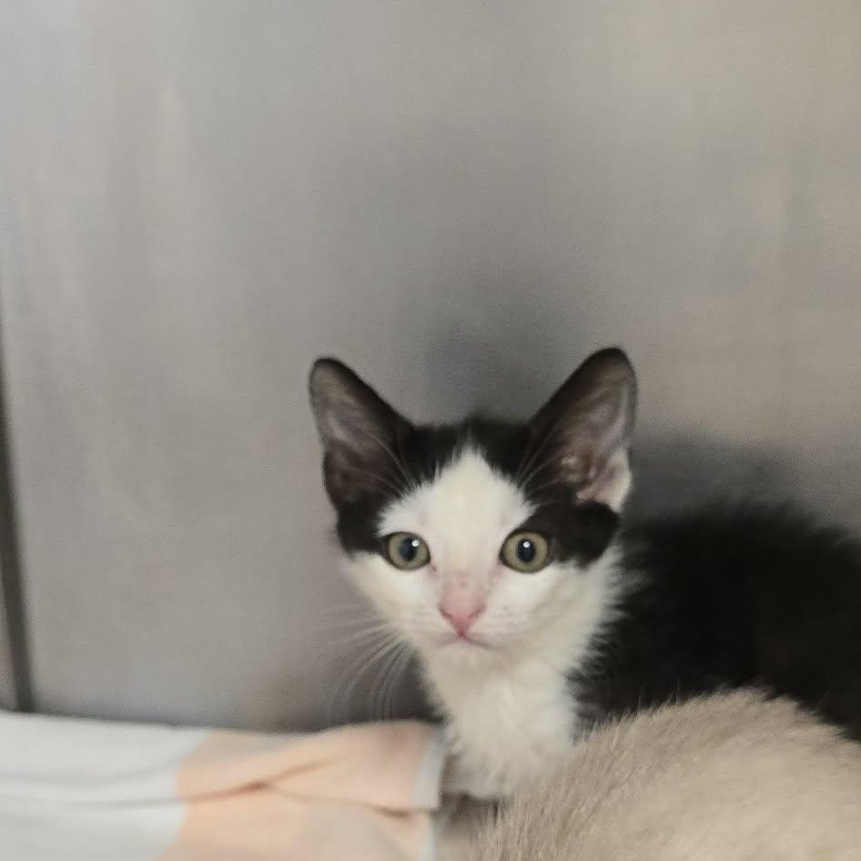 Riff, Adopted, Kitten Male Domestic Short Hair.