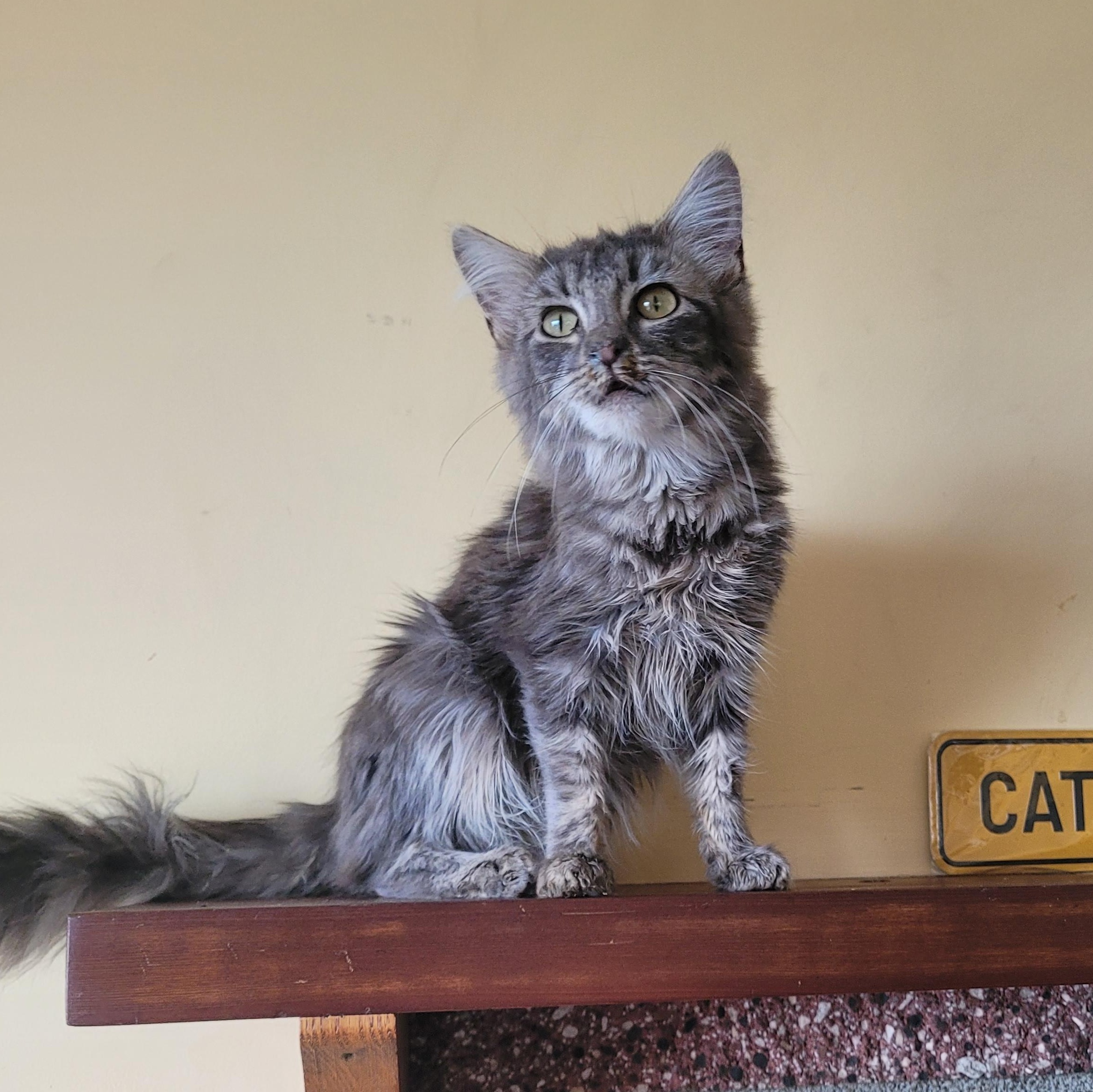 Bianca, adopted, Kitten Female Domestic Medium Hair.