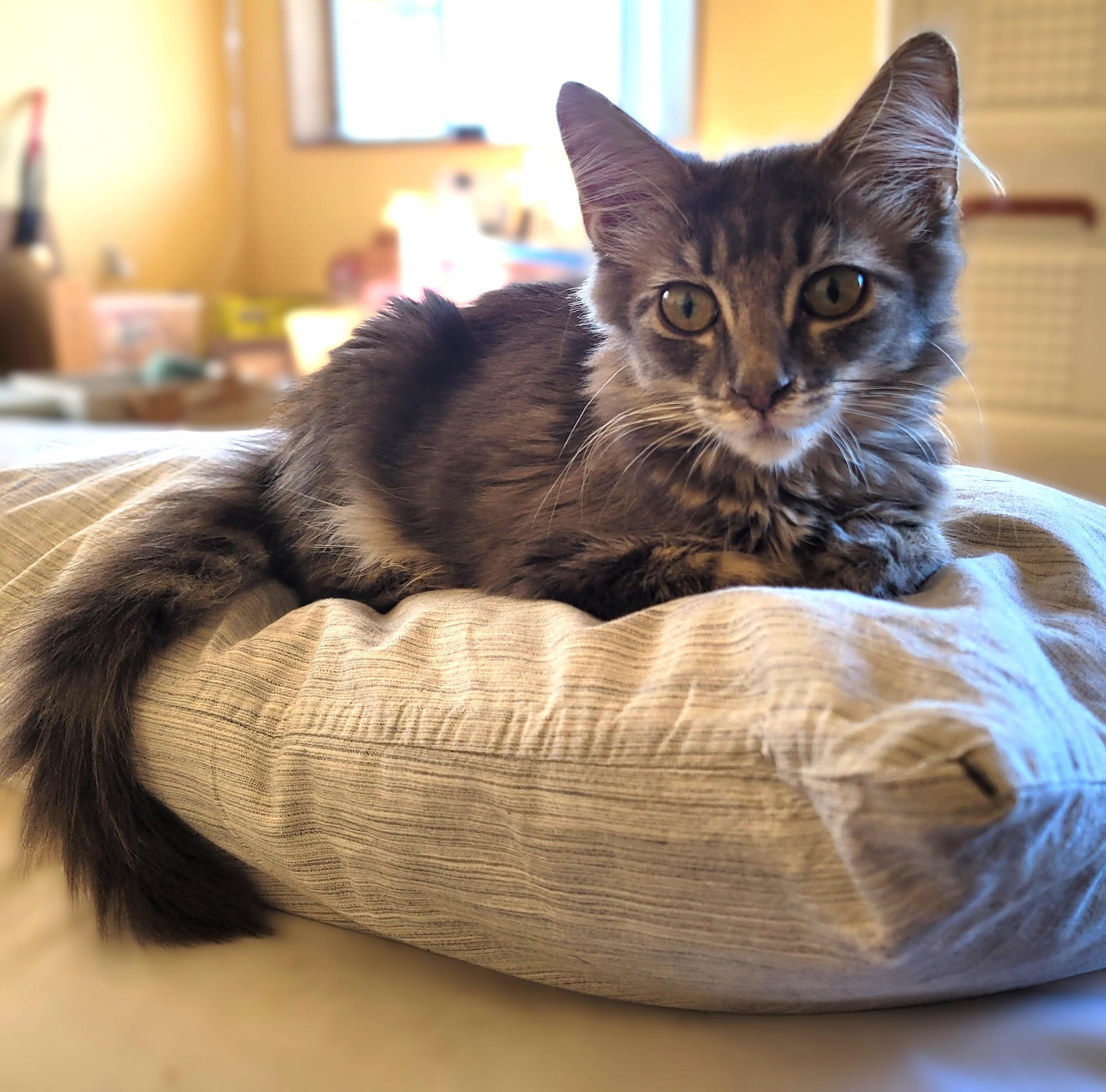 Bianca, an adopted Domestic Medium Hair in RIVERSIDE, CA image 3/3