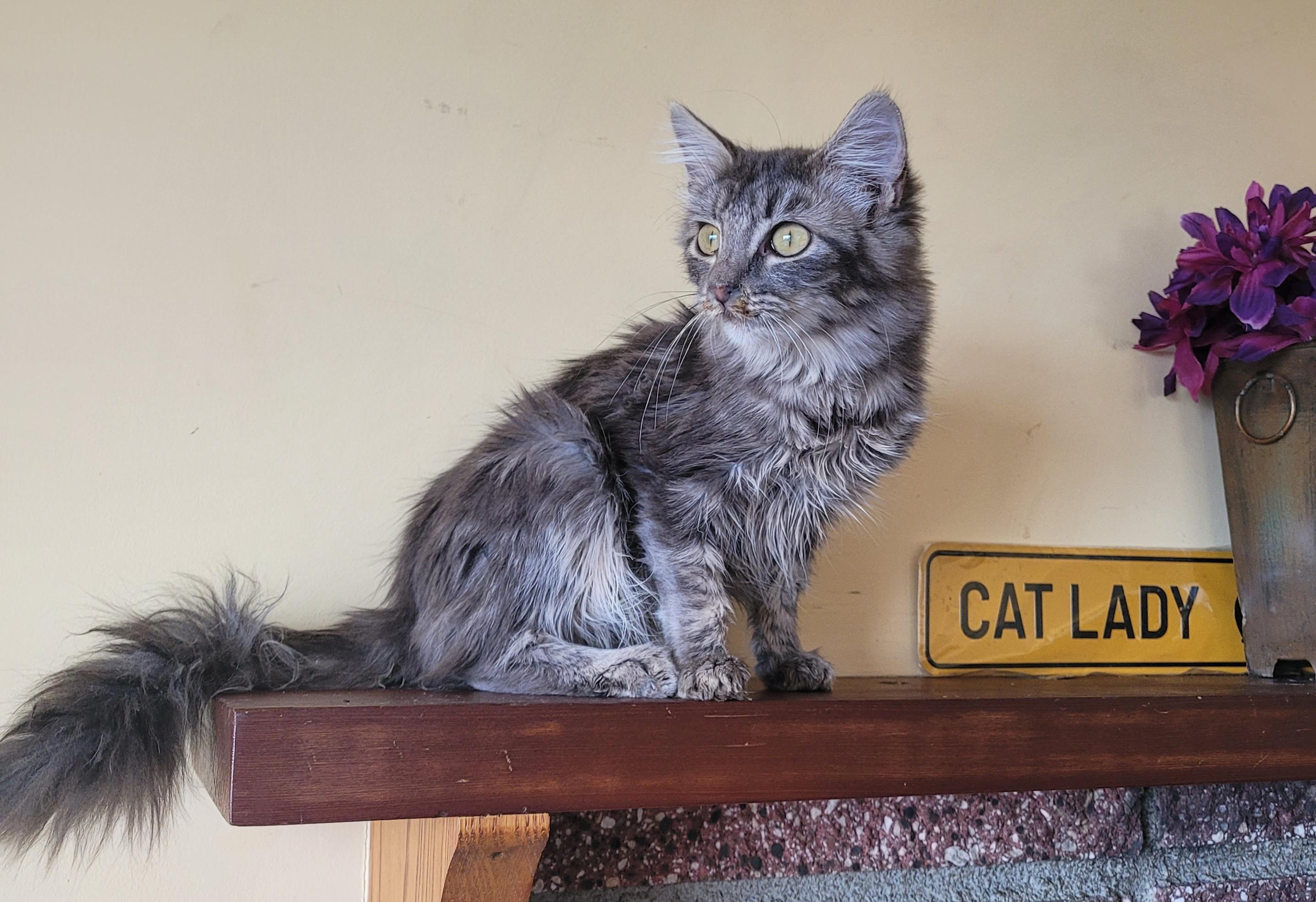 Bianca, an adopted Domestic Medium Hair in RIVERSIDE, CA image 2/3