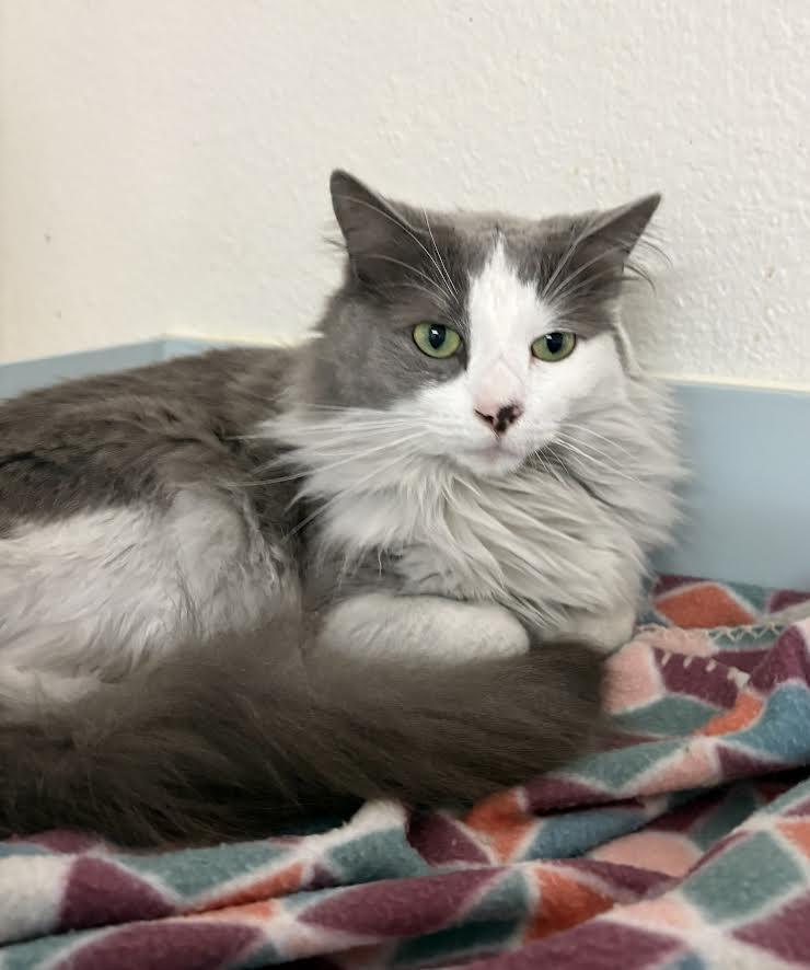 Dom, Adopted, Adult Male Domestic Long Hair.