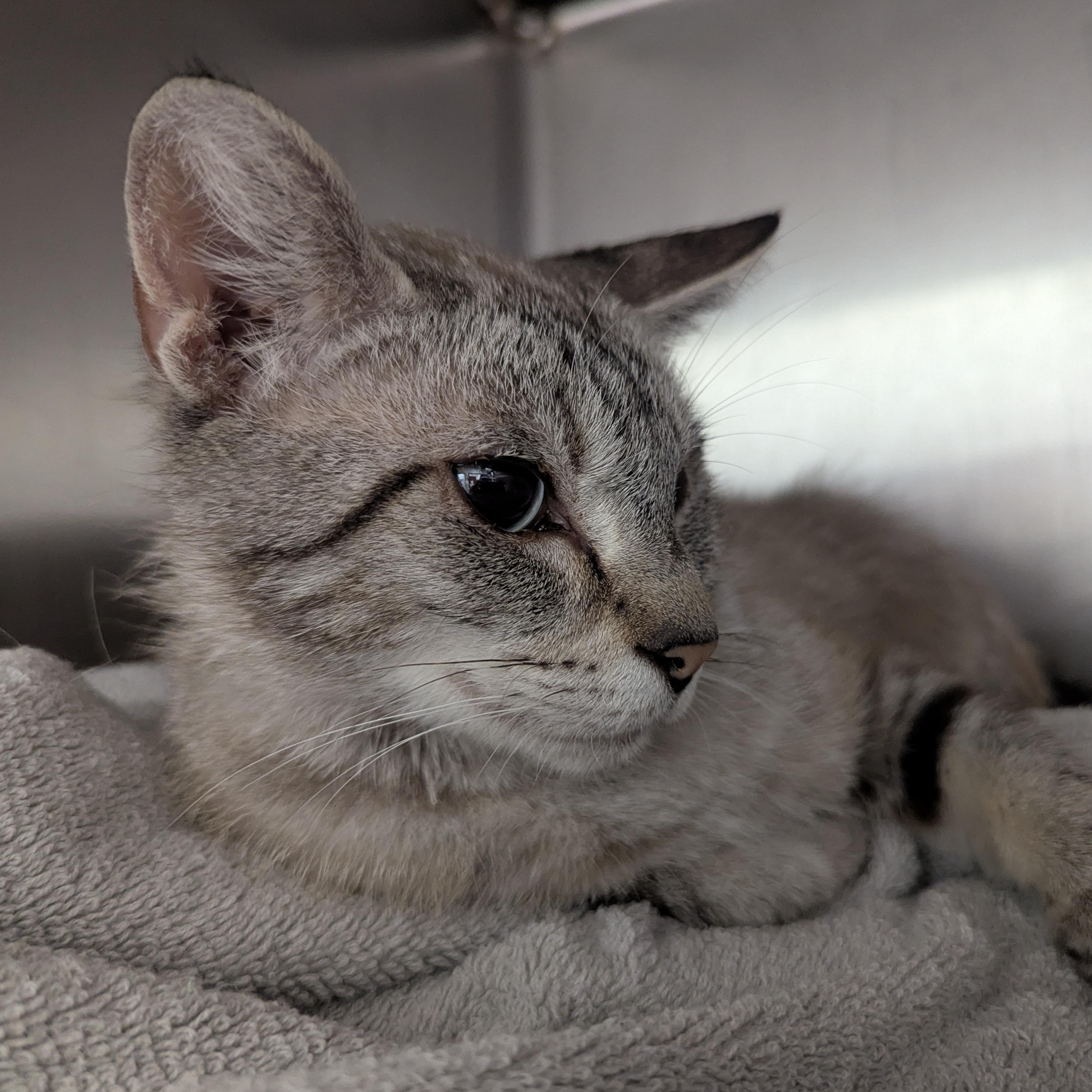 Illiana, an adopted mixed breed in Springfield, IL image 3/4