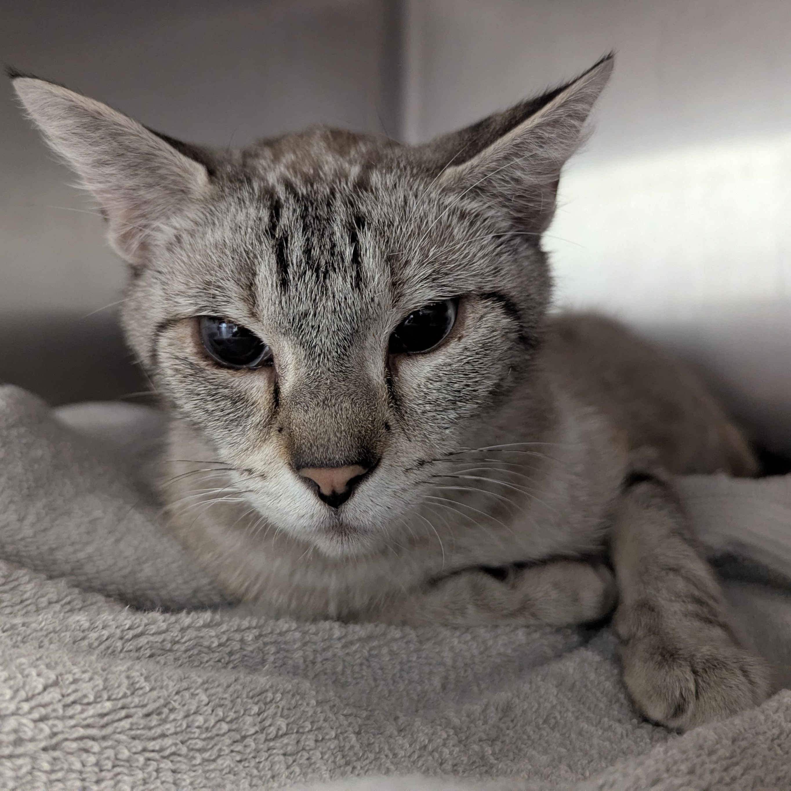 Illiana, adopted, Young Female Siamese & Domestic Short Hair.