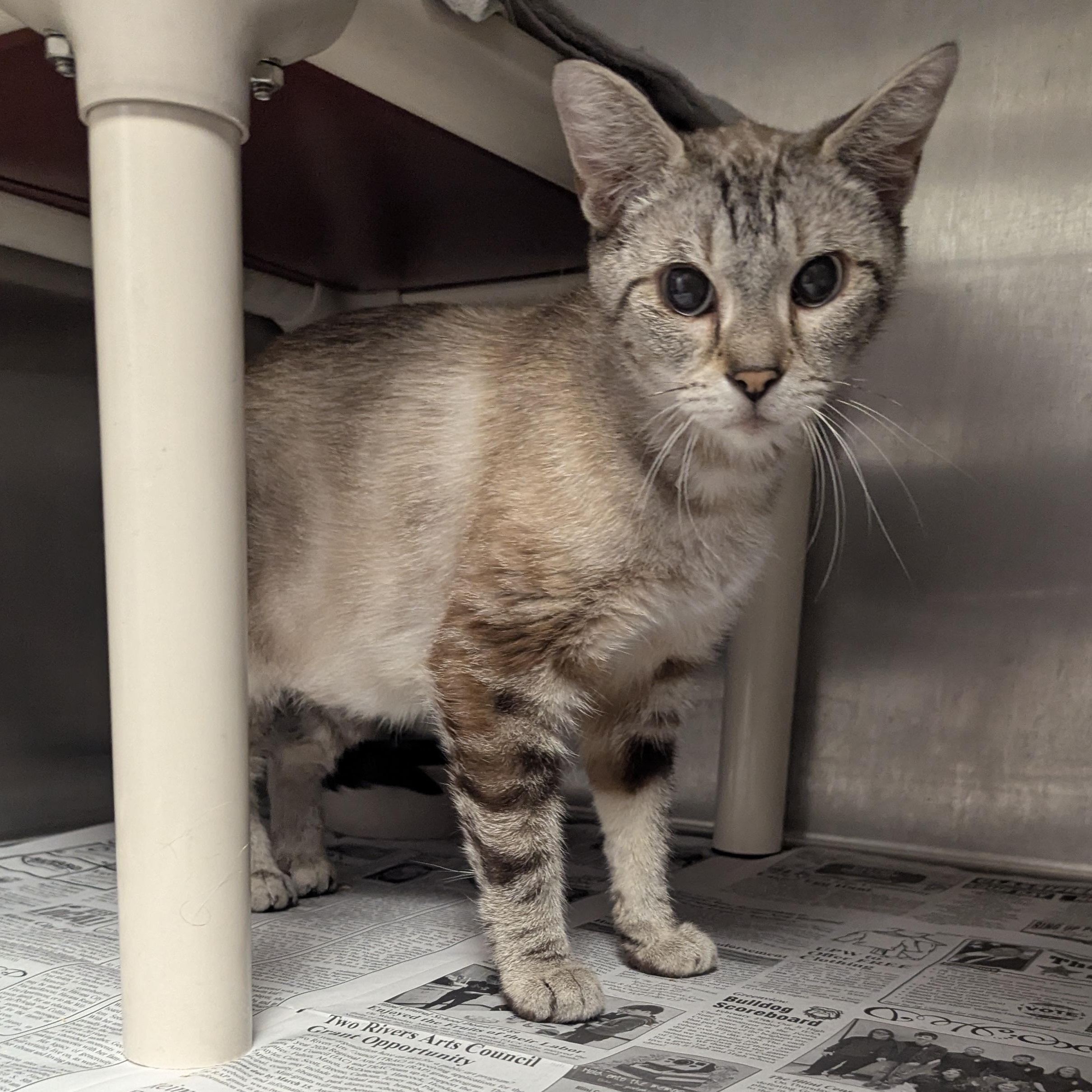Illiana, an adopted mixed breed in Springfield, IL image 2/4