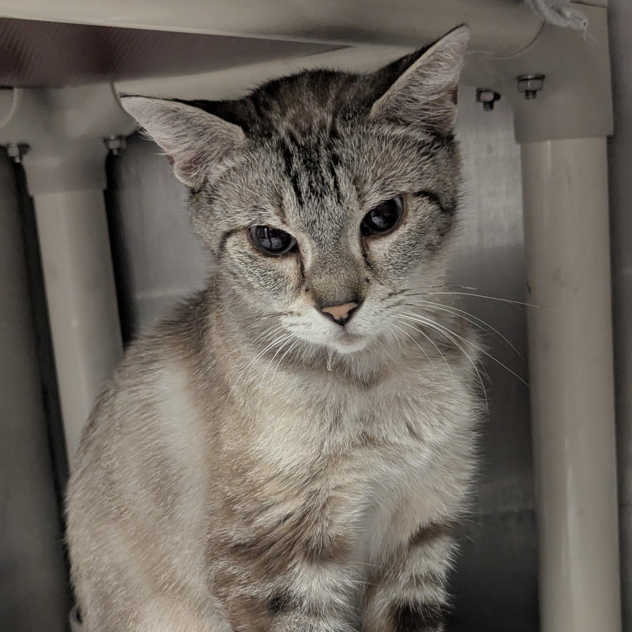 Illiana, an adopted mixed breed in Springfield, IL image 4/4