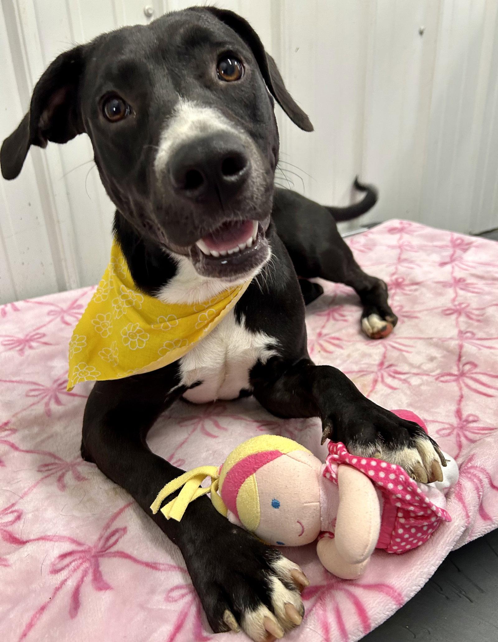 Marcella, Adoptable, Young Female American Staffordshire Terrier & Mountain Cur.