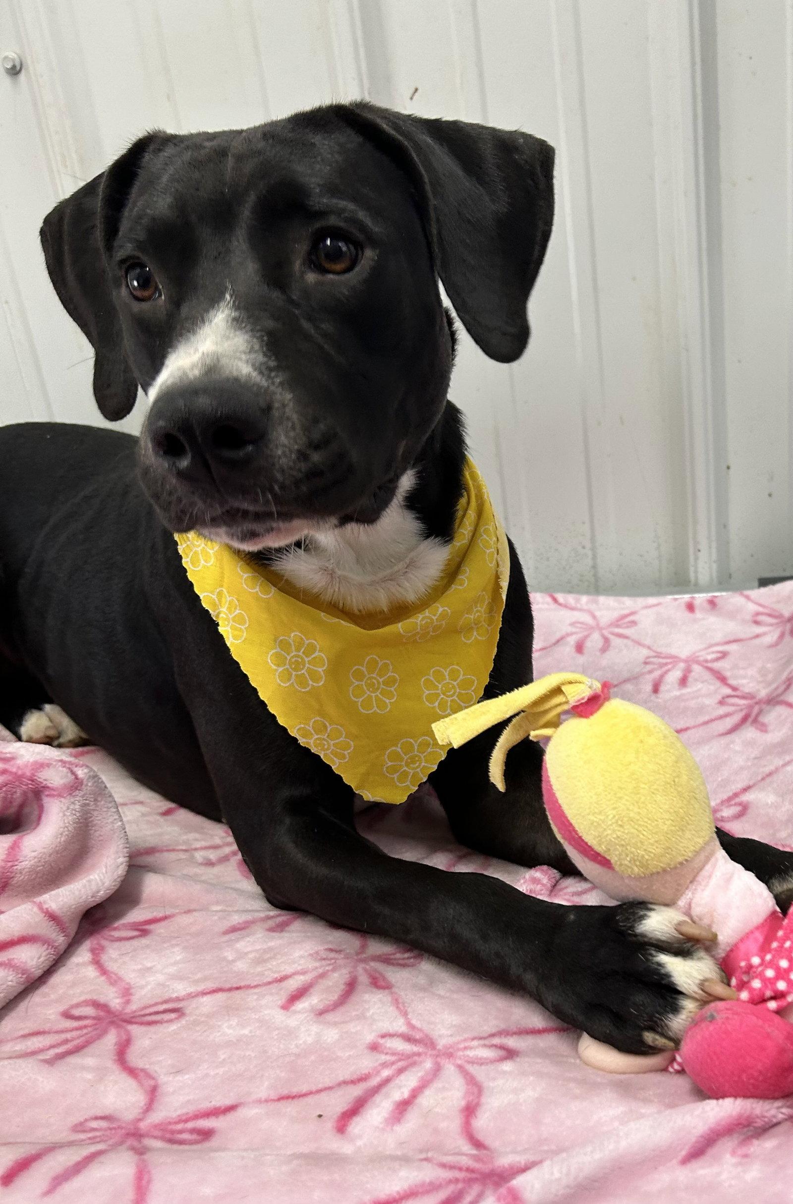 Enlarge Marcella, a Adoptable mixed breed in Corning, AR image 2/3