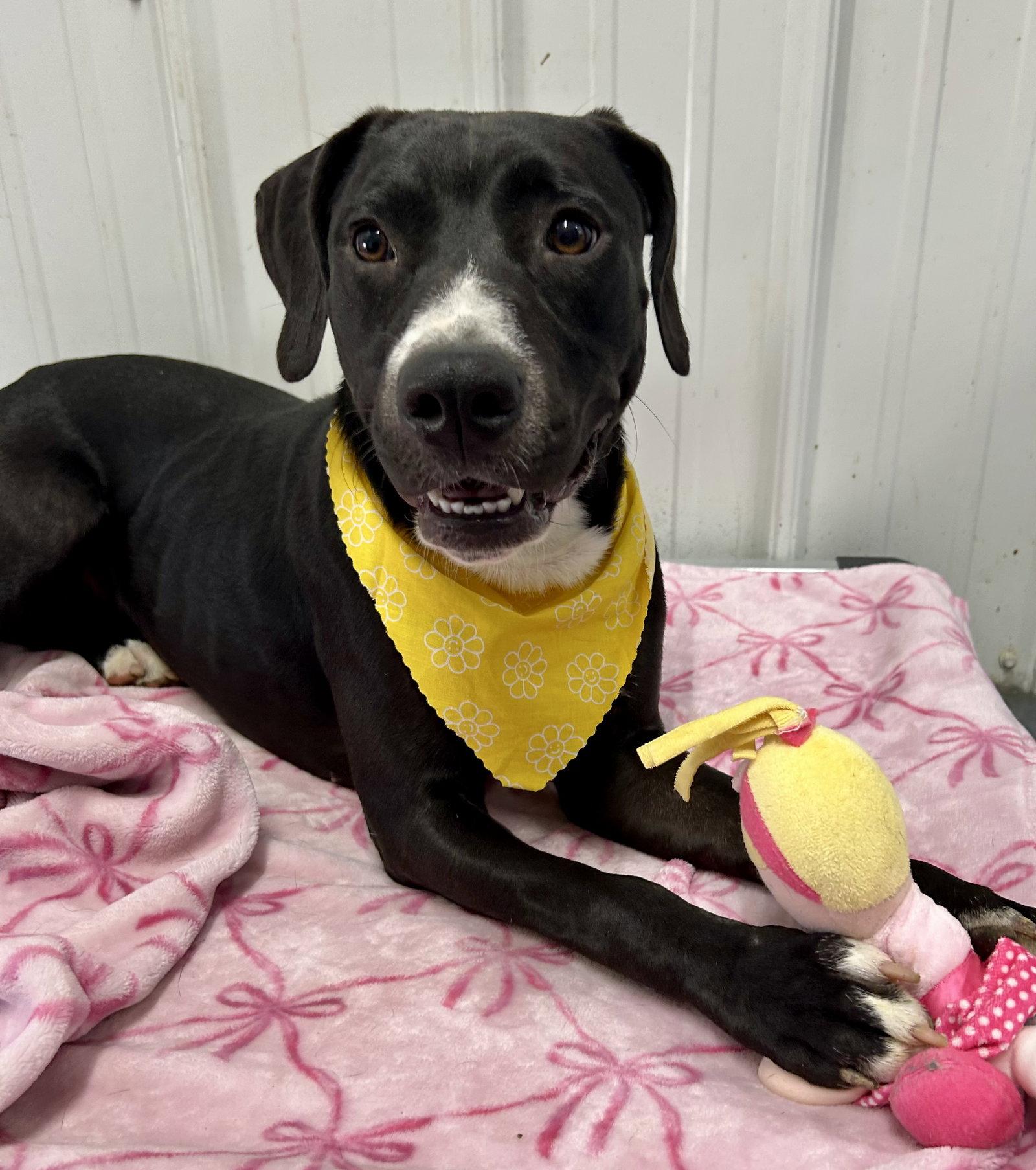 Enlarge Marcella, a Adoptable mixed breed in Corning, AR image 3/3