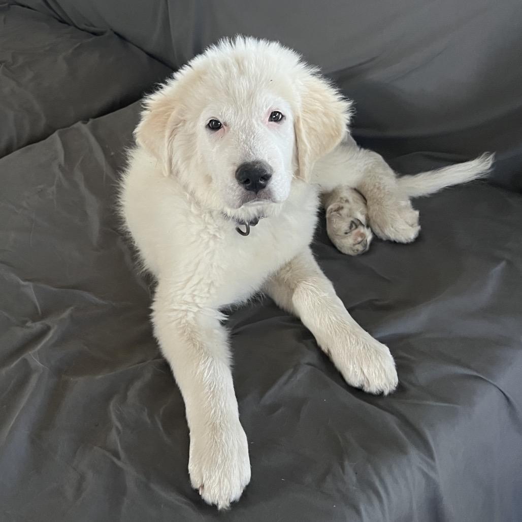 Enlarge Kai, a Adopted Great Pyrenees in St. Clair, MO image 5/5