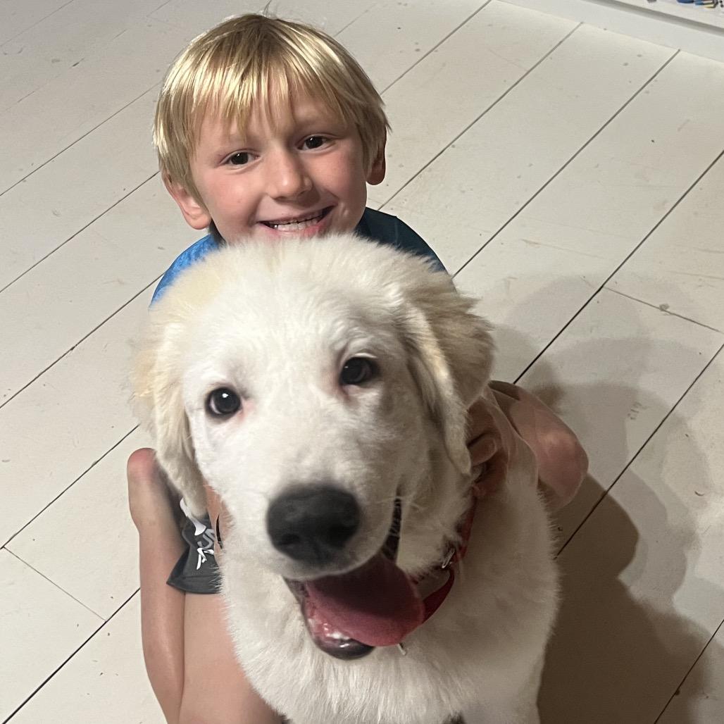 Enlarge Kai, a Adopted Great Pyrenees in St. Clair, MO image 1/5