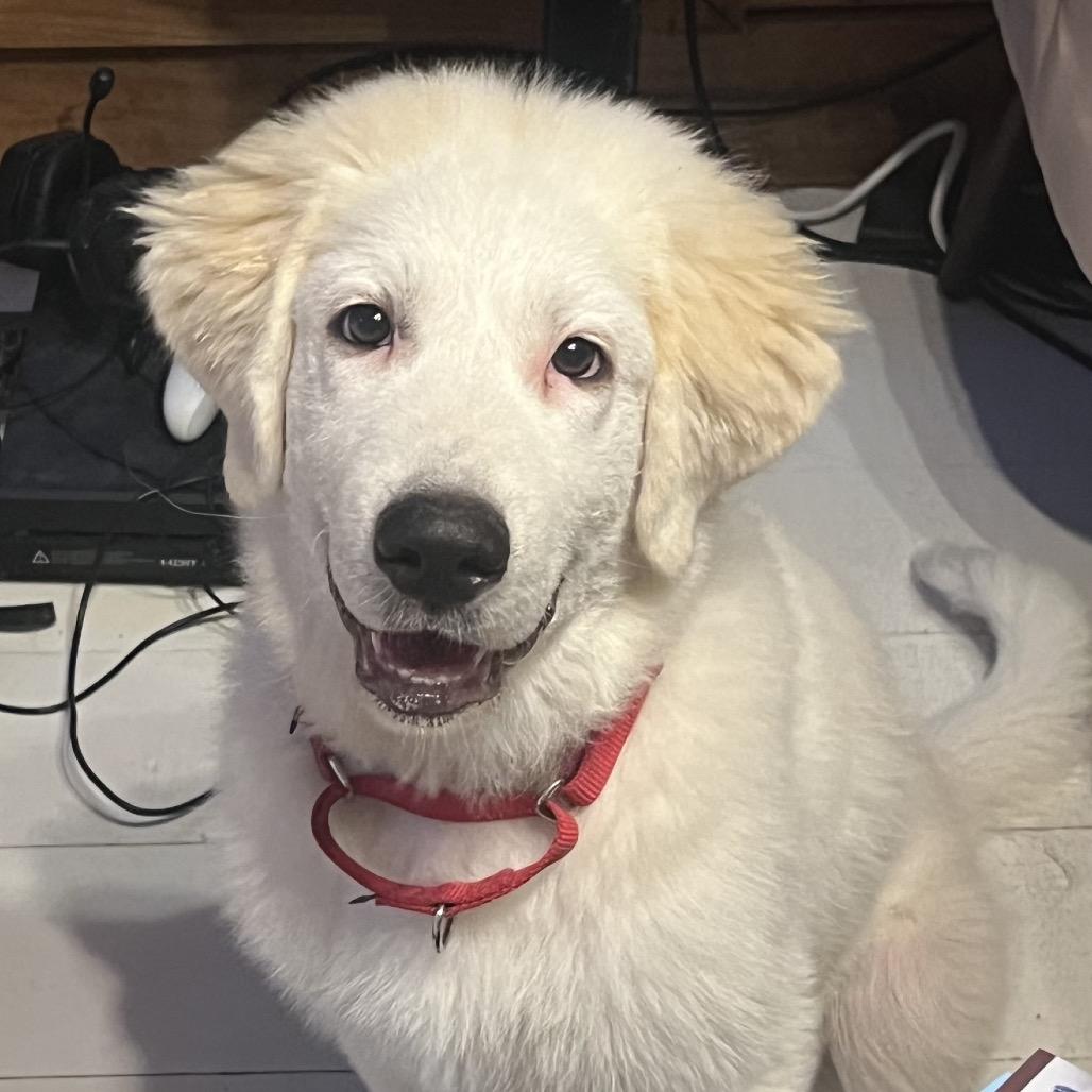 Enlarge Kai, a Adopted Great Pyrenees in St. Clair, MO image 2/5