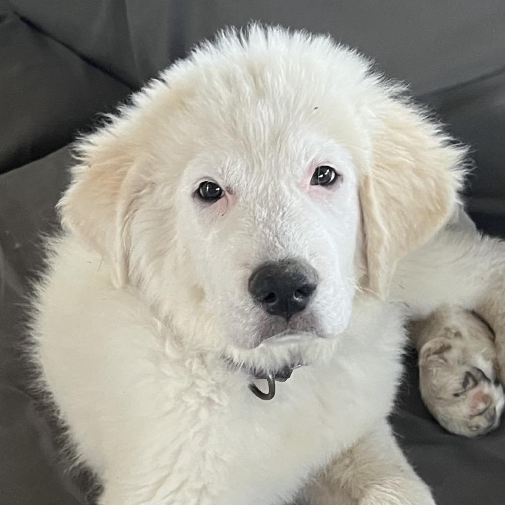 Kai, Adopted, Puppy Male Great Pyrenees.