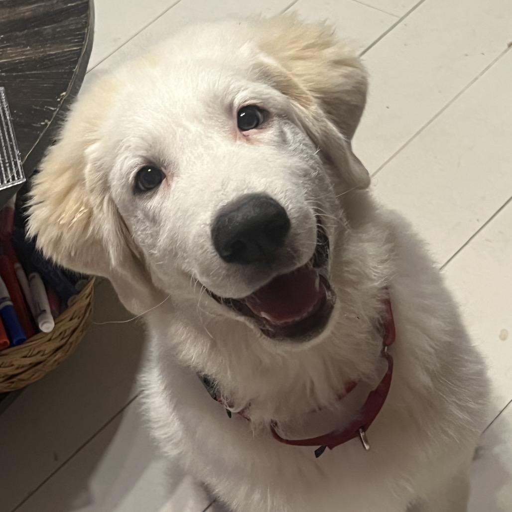 Enlarge Kai, a Adopted Great Pyrenees in St. Clair, MO image 4/5