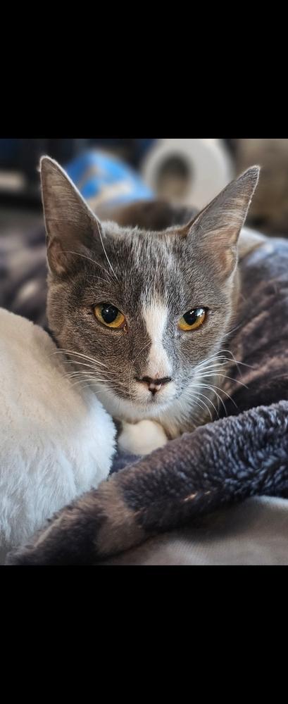 Okala, Adoptable, Kitten Female Domestic Short Hair.